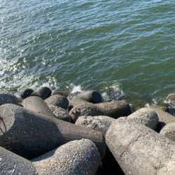 タコ、やばい。