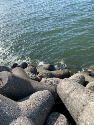 タコ、やばい。