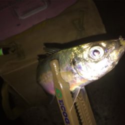 久しぶりのアジング