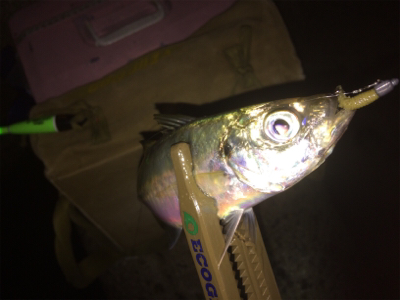 久しぶりのアジング