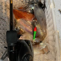 和歌山イカメタル