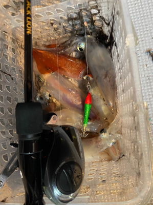 和歌山イカメタル