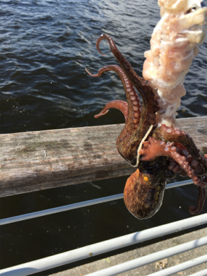 豚バラはどう？