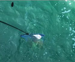 カゴ釣りでヘダイ