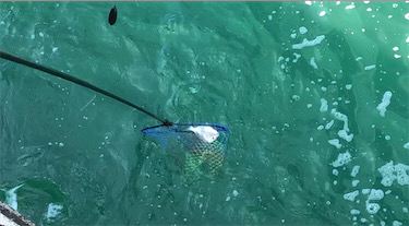 カゴ釣りでヘダイ