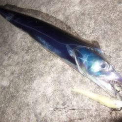 200810タチウオワインド好調