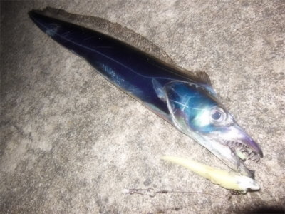 200810タチウオワインド好調