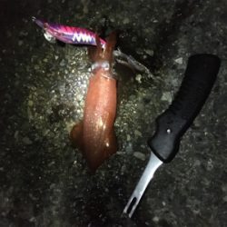 ケンサキエギング