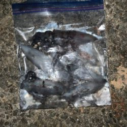 まだまだ小さい