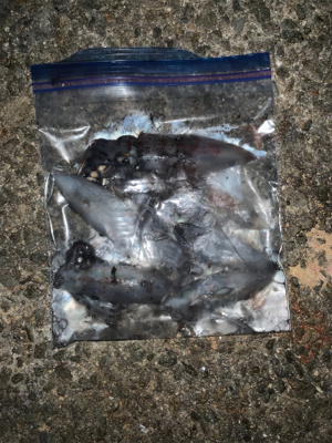 まだまだ小さい