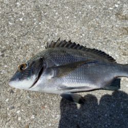 ダンゴでチビチヌ