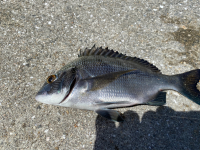 ダンゴでチビチヌ