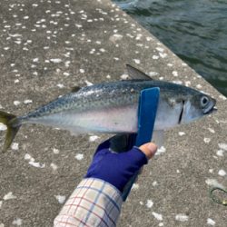 サバ・鯖・サバ・鯖