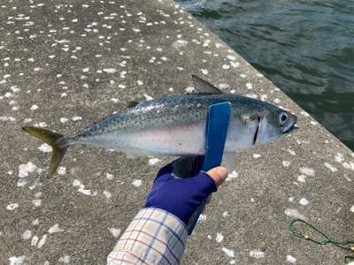 サバ・鯖・サバ・鯖