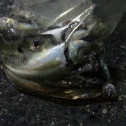 アジングに刀のおまけ付き笑