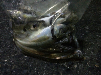 アジングに刀のおまけ付き笑