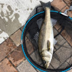 エビ撒き　アタリ多い