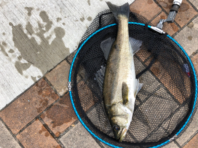 エビ撒き　アタリ多い