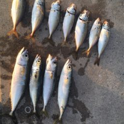 アジングで良型！！