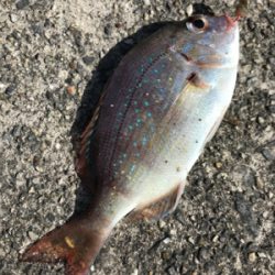 キス釣り2日目❗️