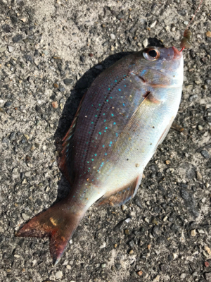 キス釣り2日目❗️