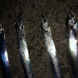 夏タチ釣れました