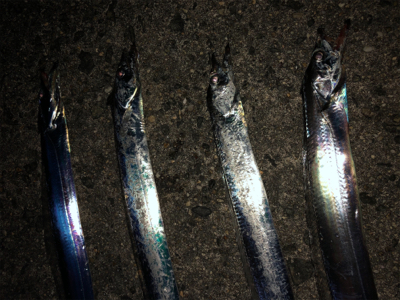 夏タチ釣れました