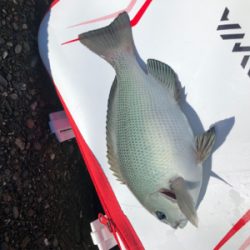 波止グレ楽しくて難しい