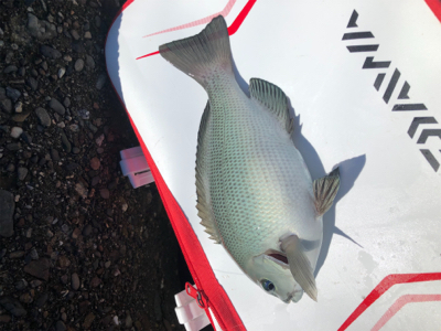 波止グレ楽しくて難しい