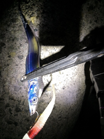 太刀魚シーズンイン