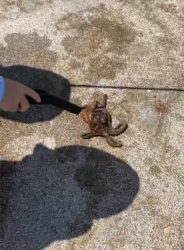 昼間でもタコ！