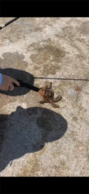 昼間でもタコ！