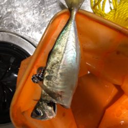 アジ狙いのつもりがガシラ