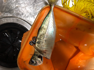 アジ狙いのつもりがガシラ