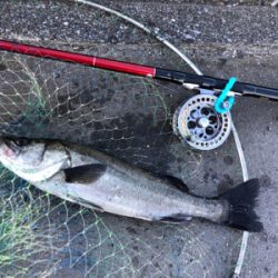 【ヘチ釣り】三重県霞埠頭にて良型チヌ2尾