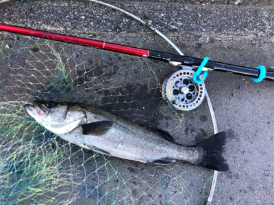 【ヘチ釣り】三重県霞埠頭にて良型チヌ2尾
