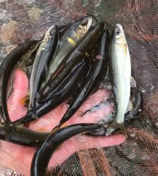 安曇川村井橋上流