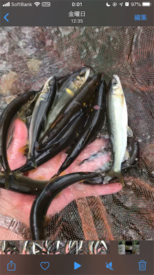 安曇川村井橋上流