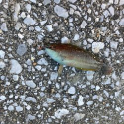 水路でちょい投げ