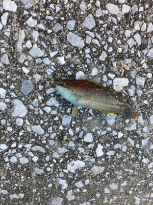 水路でちょい投げ