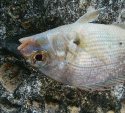 五目まであと1匹！