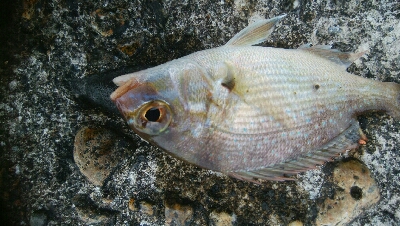 五目まであと1匹！