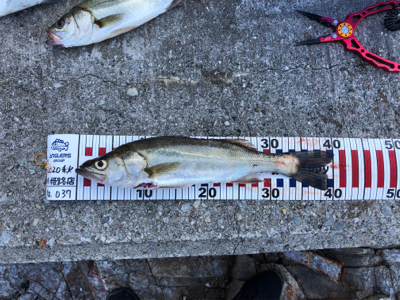 久しぶりのシーバス