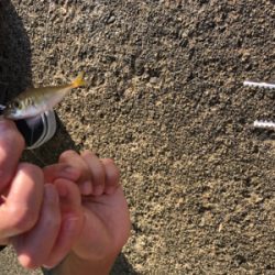 息子と豆アジ釣り