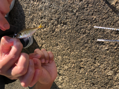 息子と豆アジ釣り