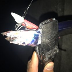 2020ライトゲーム第23戦　夏タチ爆釣！