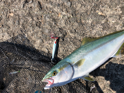 盆休み最終日は加太大波止で青物！