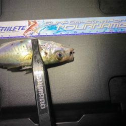 アジング 入れ食い