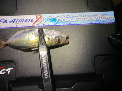 アジング 入れ食い