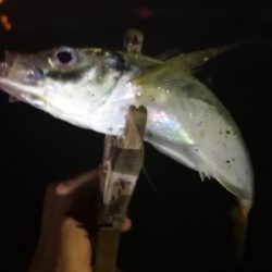 アジング練習 174